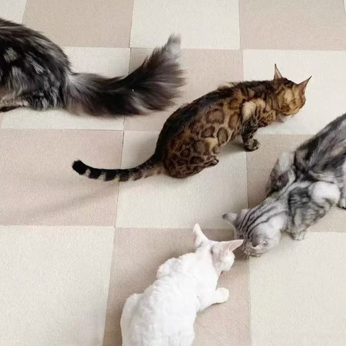 Smooth Surface Floor Tiles