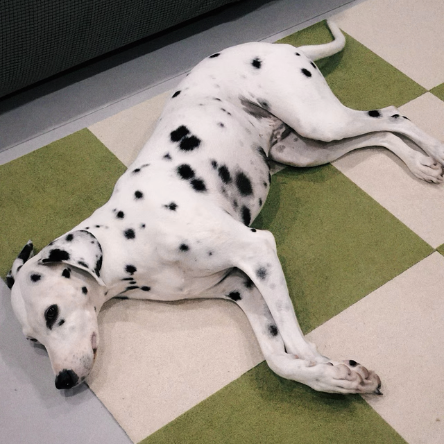 Smooth Surface Floor Tiles